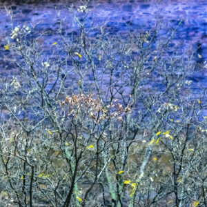 Photographie : "Matière Végétale" - Laurent Grappe
