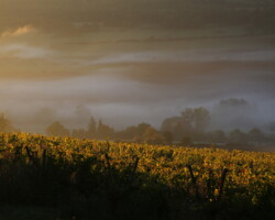 Les Coteaux-de-l'Auxois - Le Texan
