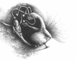 Drôle d'enfantement petit - Gilbert K.