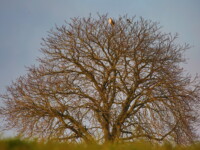 Tour de controle - Le Texan